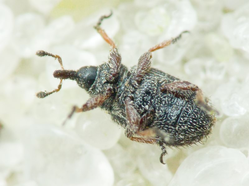 Gymnetron stimulosum Germar, 1821